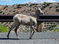 Big horn (67).JPG
